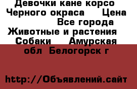 Девочки кане корсо. Черного окраса.  › Цена ­ 65 000 - Все города Животные и растения » Собаки   . Амурская обл.,Белогорск г.